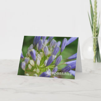 Cartão Agapanthus Blank Greeting Card