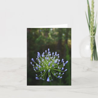 Cartão Agapanthus Note Card