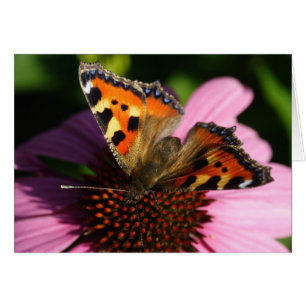 Cartão Aglais urticae