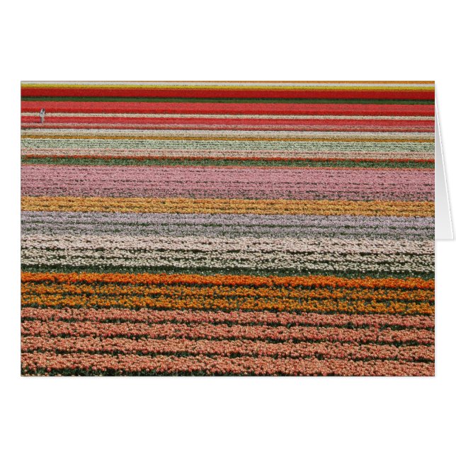 Cartão Agricultura do bulbo (Frente Horizontal)