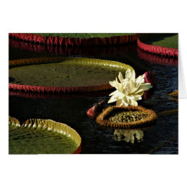 Cartão Água branca cremosa Flor de Lily e Lileiras gigant