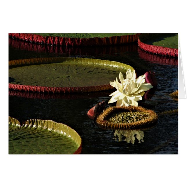 Cartão Água branca cremosa Flor de Lily e Lileiras gigant (Frente Horizontal)