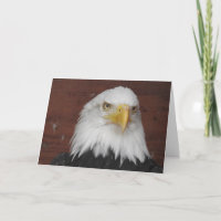 Águia Americana em Branco
