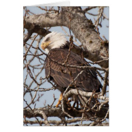Cartão Águia-careca pregada em uma árvore