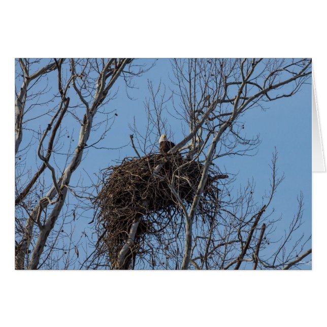 Cartão Águia de Guarda (Frente horizontal)
