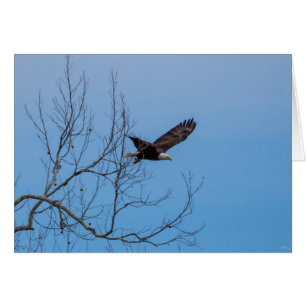 Cartão Águia Em Voo