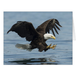 Cartão Águia na Abordagem