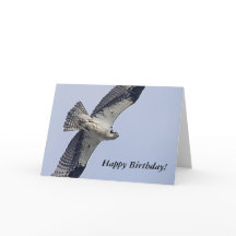 Águia-pescadora em voo