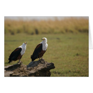 Cartão Águias-de-peixe africanas