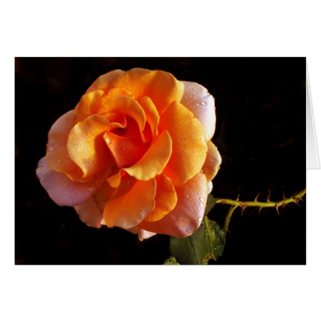 Cartão Ainda um rosa (Frente Horizontal)