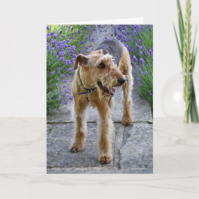 Cartão Airedale Terrier Blank Greeting Card (Frente)