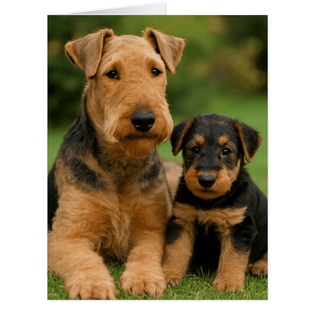 Cartão Airedale Terrier Com Puppy (Frente)