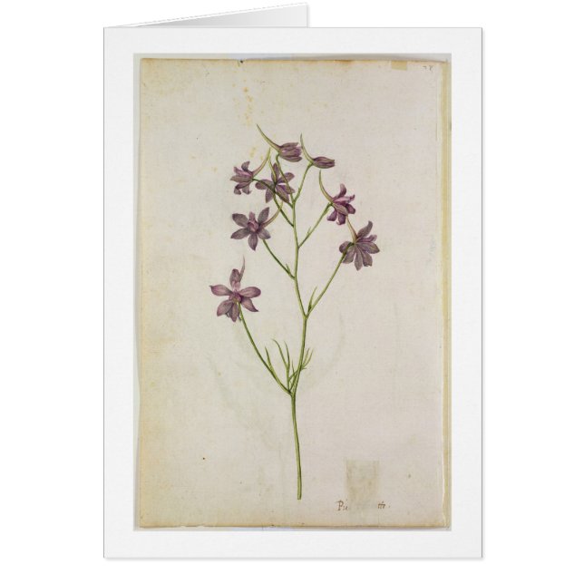 Cartão Ajacis do Delphinium, c.1568 (Frente)
