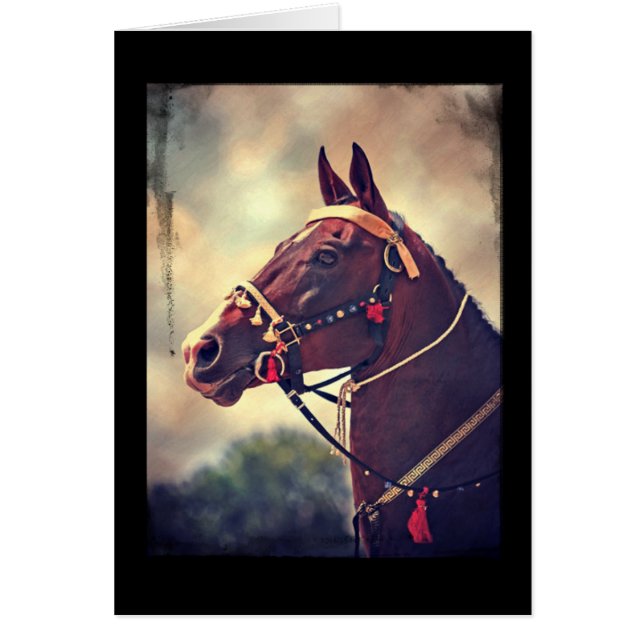 Cartão Akhal Teke (Frente)