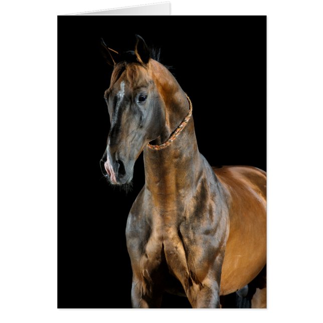 Cartão Akhal-Teke Horse (Frente)