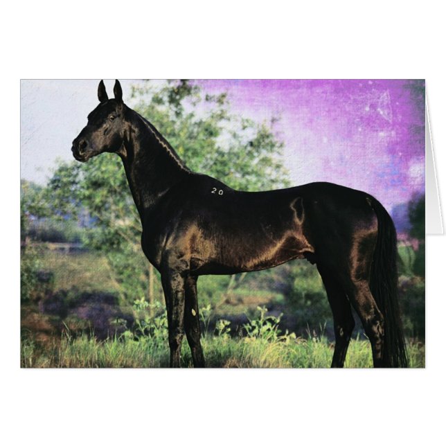 Cartão Akhal-teke Stallion (Frente Horizontal)