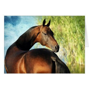 Cartão Akhal-teke stallion