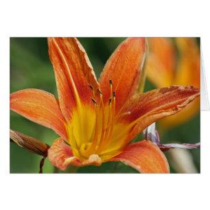 Cartão alaranjado da flor