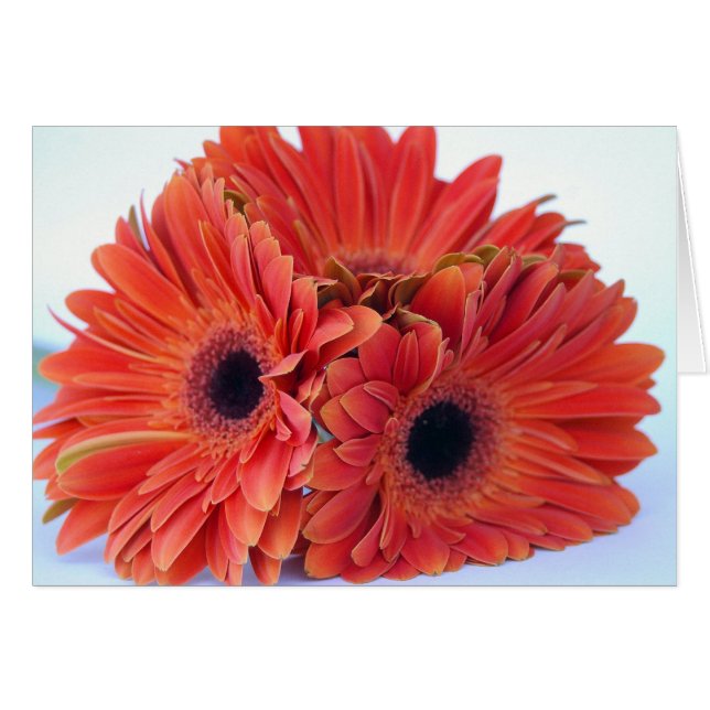 Cartão alaranjado do trio do esmagamento (Frente Horizontal)