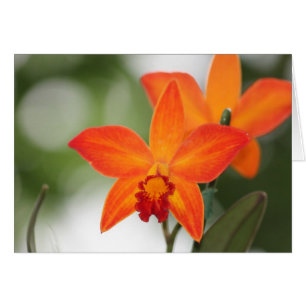 Cartão alaranjado tropical da orquídea