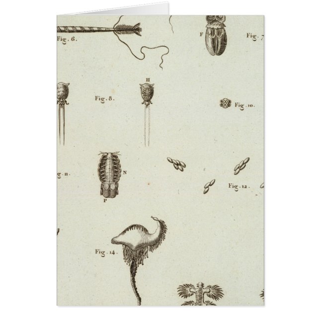 Cartão Alasca 3 (Frente)