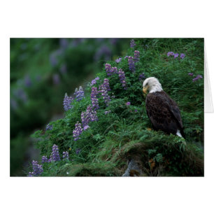 Cartão Alasca, Ilha Unalaska Águia Careca entre Nootka