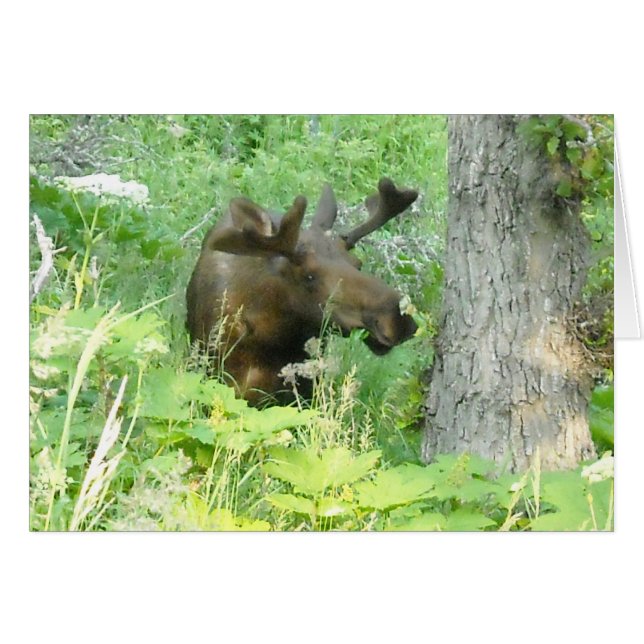 Cartão Alaska Moose (Frente horizontal)