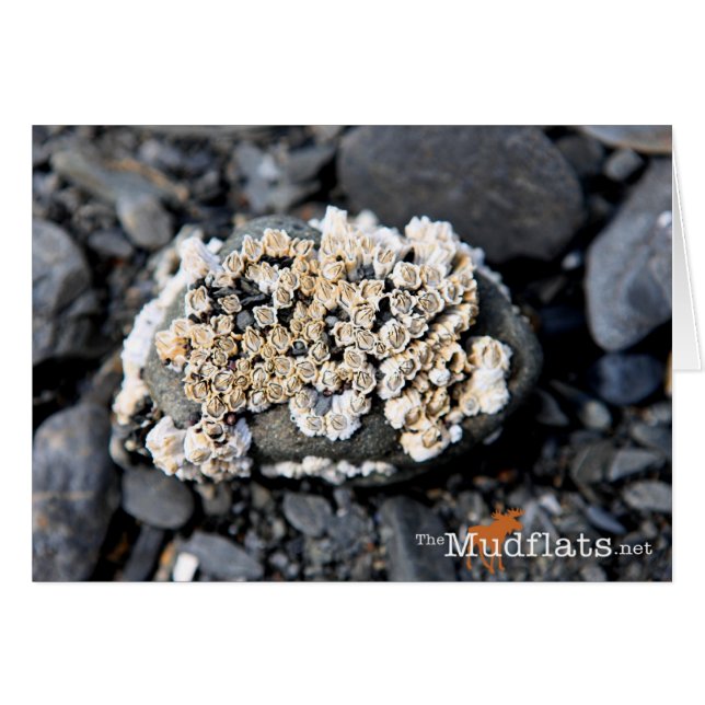 Cartão Alaskan Barnacle (Frente horizontal)
