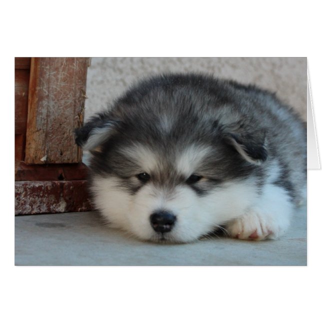 Cartão Alaskan Malamute (Frente Horizontal)