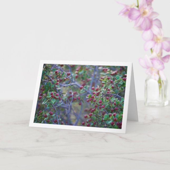 Cartão Alaterno, Planta de Rhamnus Alaternus Mediterrâneo (Orquídea)