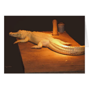 Cartão Albino Alligator