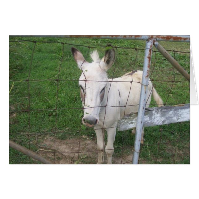 Cartão Albino Donkey (Frente Horizontal)