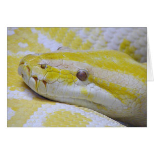 Cartão Albino python