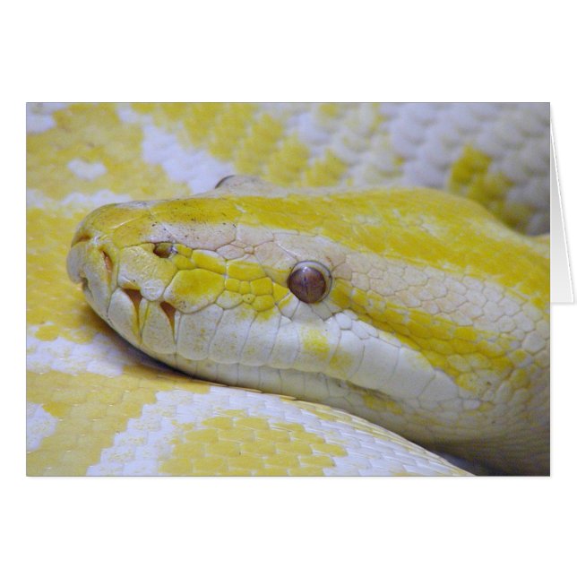 Cartão Albino python (Frente Horizontal)