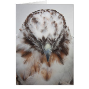 Cartão Albino Red-tail Hawk