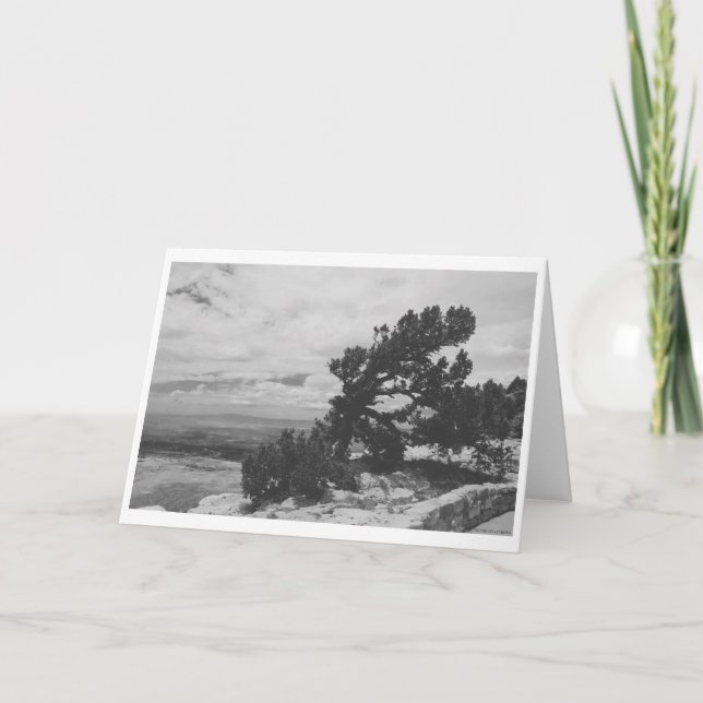 CARTÃO "ALBUQUERQUE LOOKOUT" (Frente)