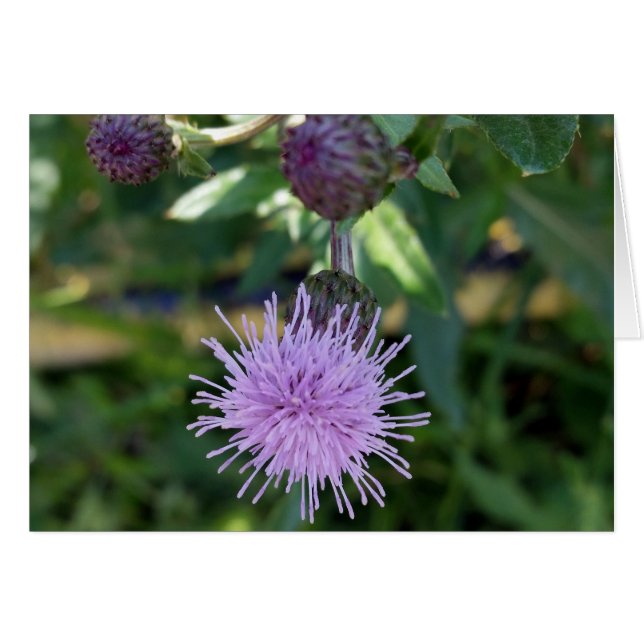 Cartão alça roxa (Frente Horizontal)