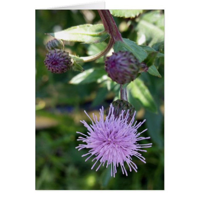 Cartão alça roxa (Frente)