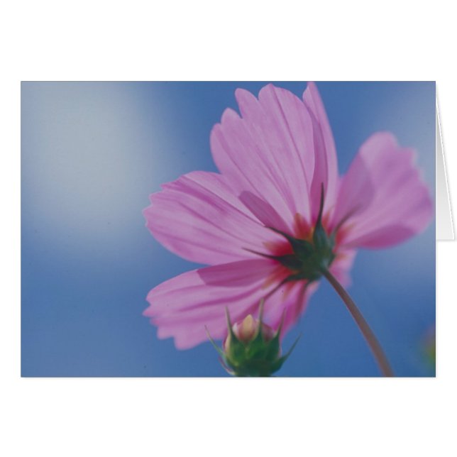 Cartão Alcançar o Sol (Frente Horizontal)