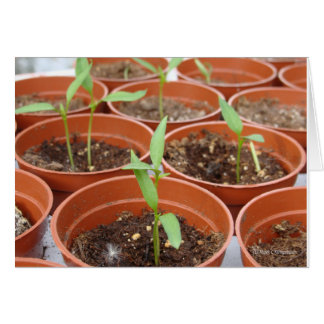 Cartão Alcançar o Sol