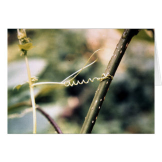 Cartão Alcançar para fora….