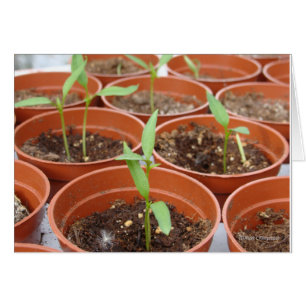 Cartão Alcance para o Sun