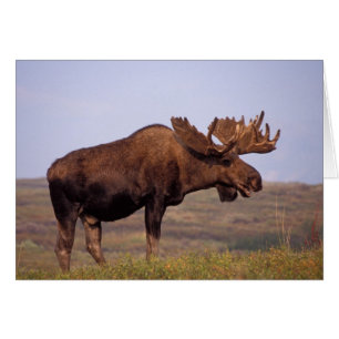 Cartão alce, Alces alces, touro com grandes chifres