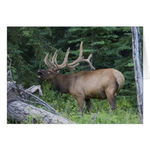 Cartão Alce bramando no Parque Nacional Banff, Canadá.