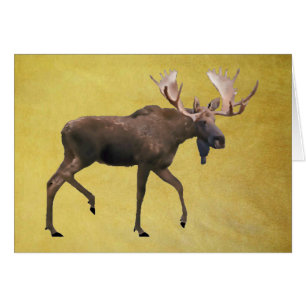Cartão Alce Macho