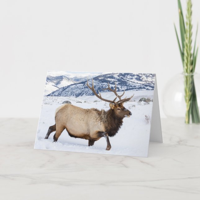 Cartão Alce macho | Wyoming (Frente)