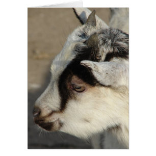 Cartão Alce O Cabelo