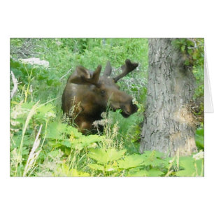 Cartão Alces de Alaska