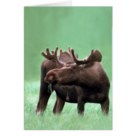 Cartão Alces no parque nacional de Yellowstone