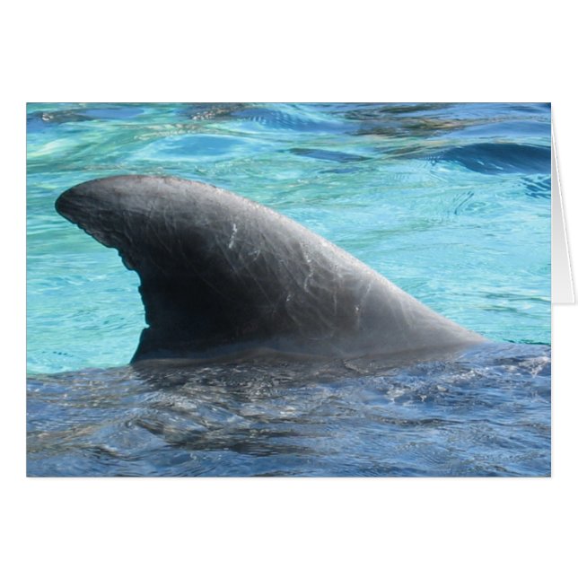 Cartão Aleta da boneca - série de TBD (Frente horizontal)